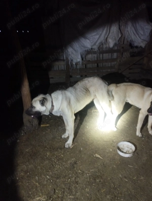 Căței Malak Kangal uriaș - imagine 5