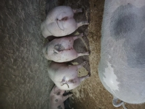 Porci de vânzare  - imagine 2