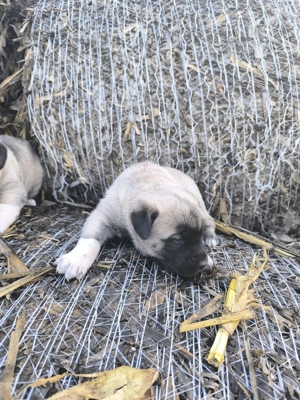 Căței Malak Kangal uriaș - imagine 3