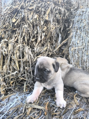 Căței Malak Kangal uriaș - imagine 2