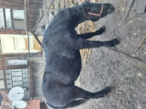 Vand manz de un an jumate - imagine 3