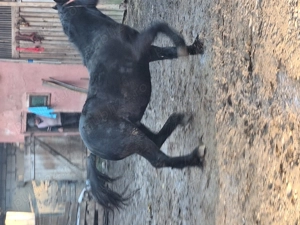 Vand manz de un an jumate - imagine 2