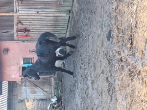 Vand manz de un an jumate - imagine 5