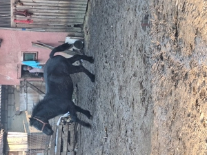 Vand manz de un an jumate - imagine 4