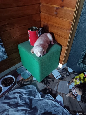 Vând cățeluși bichoni 