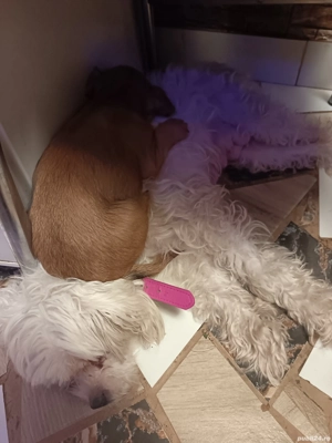 Vând cățeluși bichoni  - imagine 2