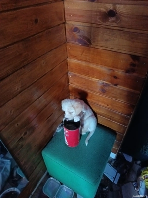 Vând cățeluși bichoni  - imagine 3