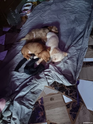 Vând cățeluși bichoni  - imagine 4