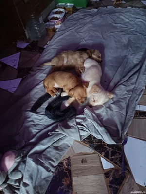 Vând cățeluși bichoni  - imagine 5