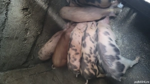 Vand purcei de rasa (pietrani)