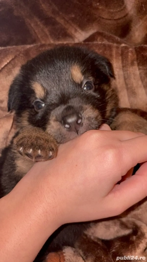 adoptii catelusi - imagine 2