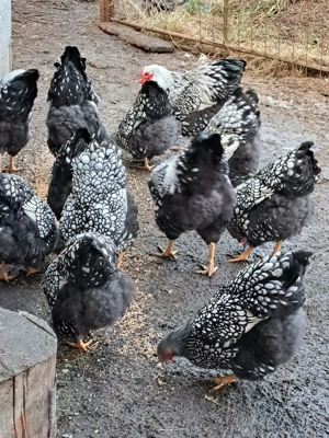 Vând familii wiandotte argintiu 5+1