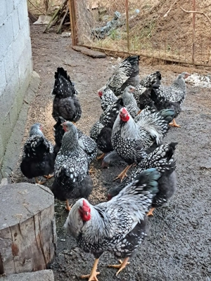 Vând familii wiandotte argintiu 5+1 - imagine 2