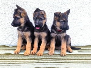 Pui ciobănesc german - imagine 3