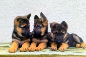 Pui ciobănesc german - imagine 5