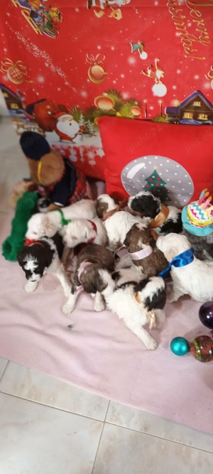 vand catei lagotto romagnilio varsta 6 saptamani - imagine 4