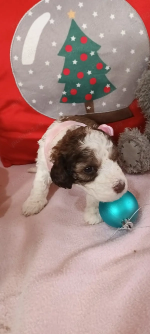 vand catei lagotto romagnilio varsta 6 saptamani