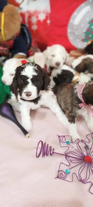 vand catei lagotto romagnilio varsta 6 saptamani - imagine 5