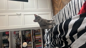 Se dă spre adopție fetița, maxim 6 luni. Este salvată de pe stradă 