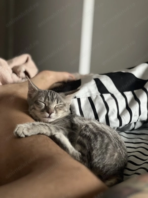 Se dă spre adopție fetița, maxim 6 luni. Este salvată de pe stradă  - imagine 2