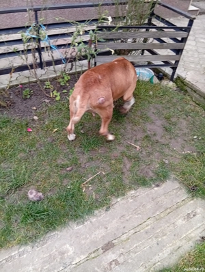 Amstaff femelă maro DONEZ - imagine 3