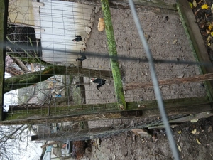 Vand 5 cocosei motat olandez an 2025 - imagine 3