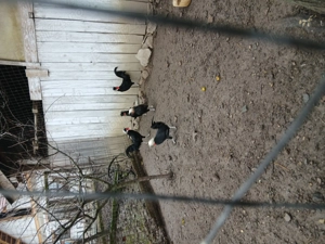 Vand 5 cocosei motat olandez an 2025 - imagine 2