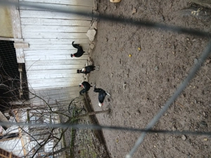 Vand 5 cocosei motat olandez an 2025 - imagine 4