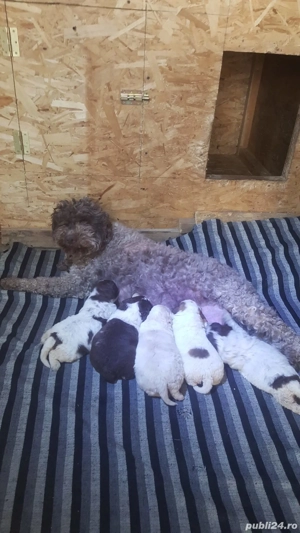 Oferta de Craciun pui lagotto romagnolo