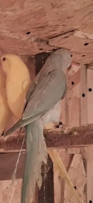 Micul Alexandru  - imagine 5