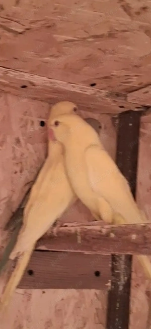 Micul Alexandru  - imagine 2