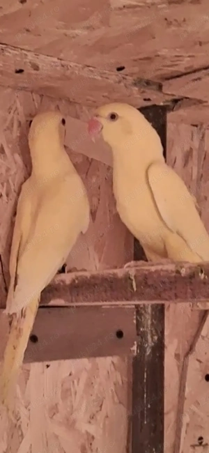 Micul Alexandru  - imagine 4