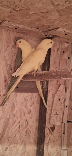 Micul Alexandru  - imagine 3