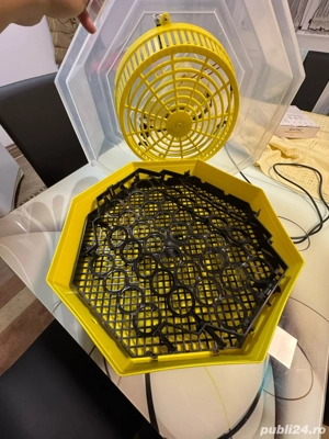 Clocitoare uoa - imagine 2