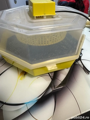 Clocitoare uoa - imagine 3