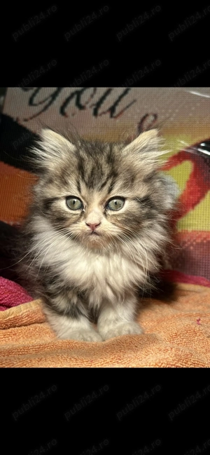 Pui de pisică de Himalaya - imagine 2