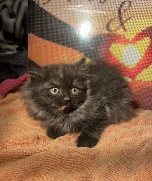 Pui de pisică de Himalaya - imagine 4