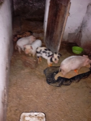 De vânzare purceii - imagine 2