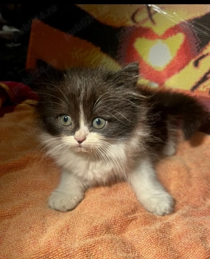 Pui de pisică de Himalaya - imagine 3