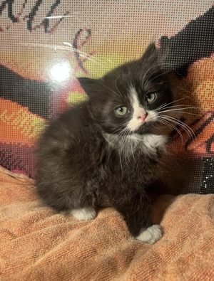 Pui de pisică de Himalaya - imagine 5