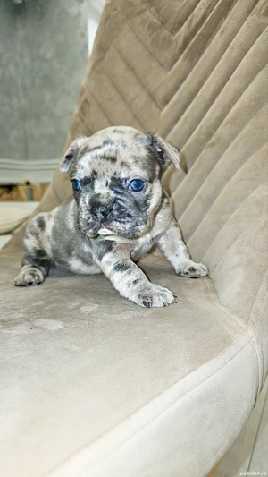 Bulldog Francez Blue Merle