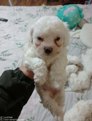 Bichon maltese caută căsuța! - imagine 2