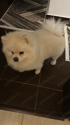Vand câine pomeranian - imagine 2