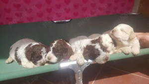 vand pui lagotto romagnolo din parinti  cu pedigree - imagine 2
