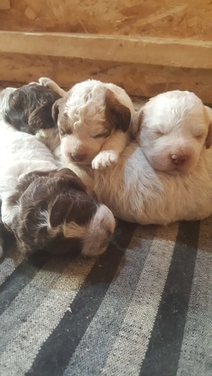 vand pui lagotto romagnolo din parinti  cu pedigree - imagine 3