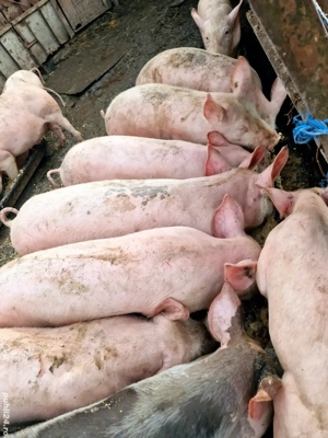 Grăsuni de vânzare