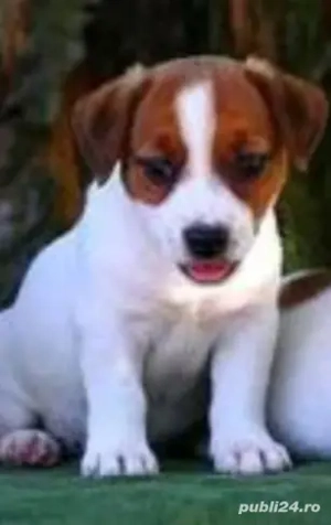 Jack Russel 
