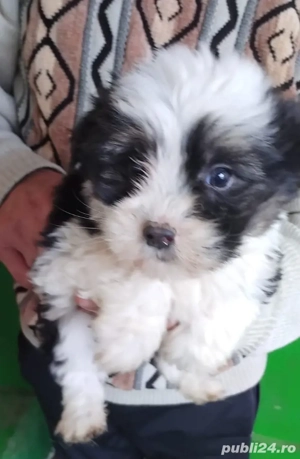 băiețel bichon havanez  - imagine 2