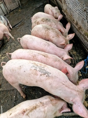 Grăsuni de vânzare