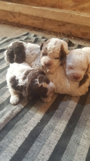 vand pui lagotto romagnolo din parinti  cu pedigree - imagine 4
